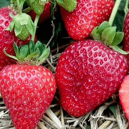 Земляника  Альбион