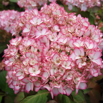 Гортензия крупнолистовая Мирей