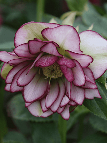 Морозник восточный Double Ellen Picotee