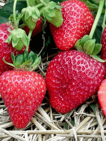 Земляника  Альбион