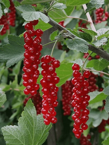 Смородина красная Длиннокистная