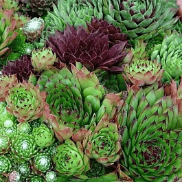 Молодило гибридное смесь