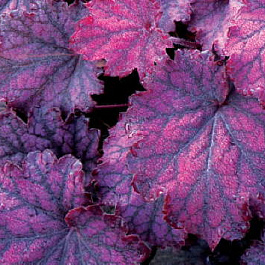 Гейхера гибридная Миднайт Байу