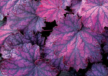 Гейхера гибридная Миднайт Байу