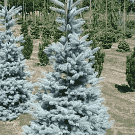 Ель колючая  Oldenburg