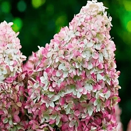 Гортензия метельчатая Royal Flower