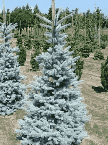 Ель колючая  Oldenburg