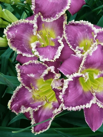 Лилейник Bestseller