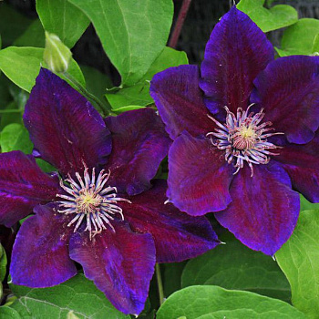 Клематис крупноцветковый Юлька