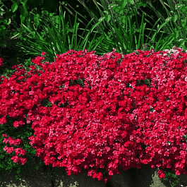 Аубриета Cascade Red