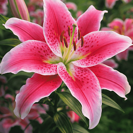 Лилия Roselily Natascha