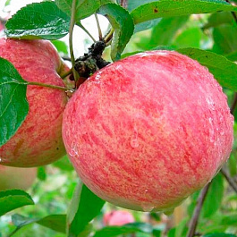 Яблоня Коричное полосатое