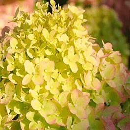 Гортензия метельчатая Little Passion