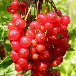 Смородина красная Уральская красавица Смородина красная Уральская красавица