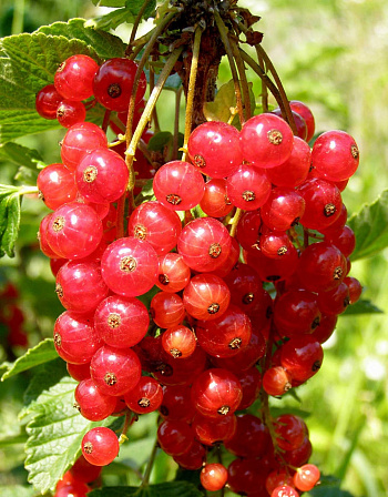 Смородина красная Уральская красавица