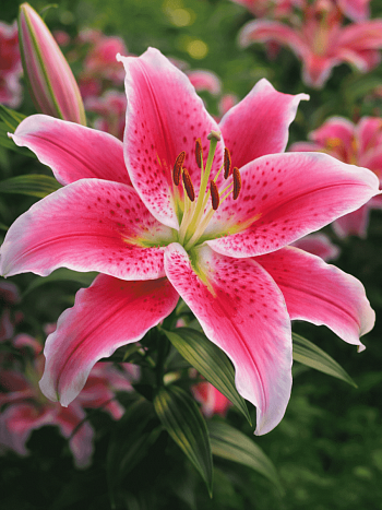 Лилия Roselily Natascha