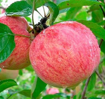 Яблоня Коричное полосатое