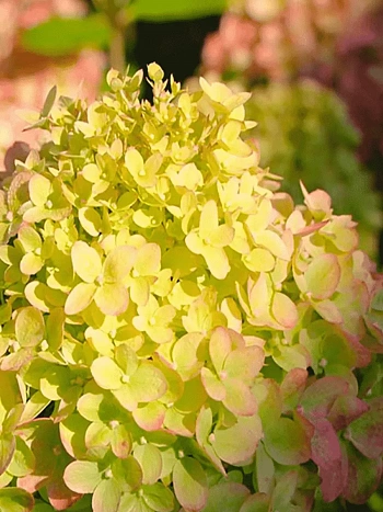 Гортензия метельчатая Little Passion