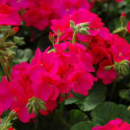 Пеларгония зональная Апаче Виолет