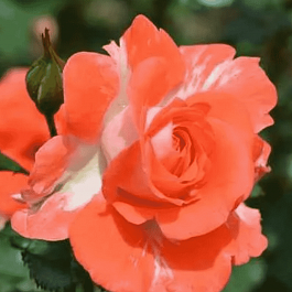 Роза флорибунда Наталья Муравская