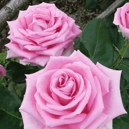 Роза чайно-гибридная Aqua