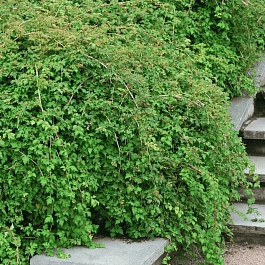 Стефанандра надрезаннолистная Crispa