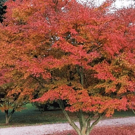 Клен татарский Гиннала