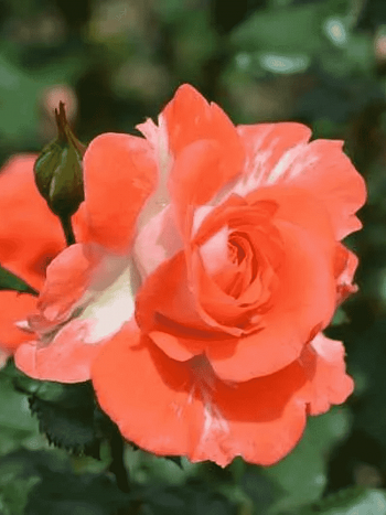 Роза флорибунда Наталья Муравская