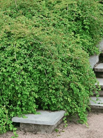 Стефанандра надрезаннолистная Crispa