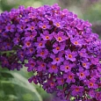 Буддлея давида Nanho Purple