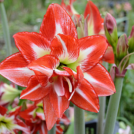Амариллис махровый Пасадена