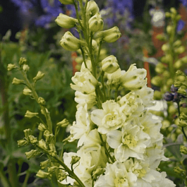 Дельфиниум  культурный Sherbet Lemon