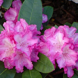 Рододендрон якушиманский Блюретта