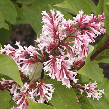 Сирень юннаньская Rosea