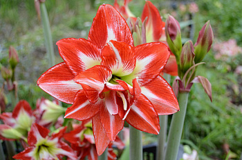 Амариллис махровый Пасадена