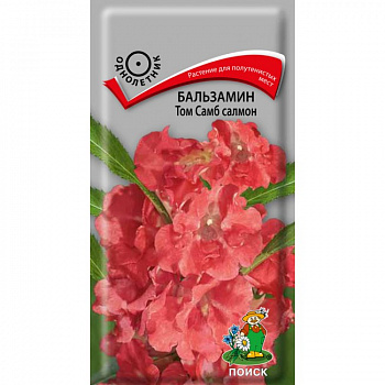 Бальзамин Том Самб салмон