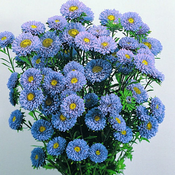 Астра Фан Лайт Блю