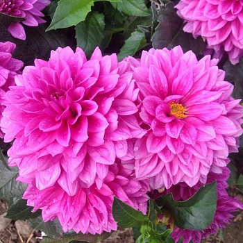 Георгина Декоративная Клодетт Георгина Декоративная Клодетт