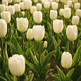 Тюльпан ранний White Prince