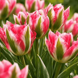 Тюльпан Esperanto