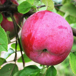 Яблоня Брянское