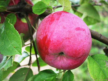 Яблоня Брянское