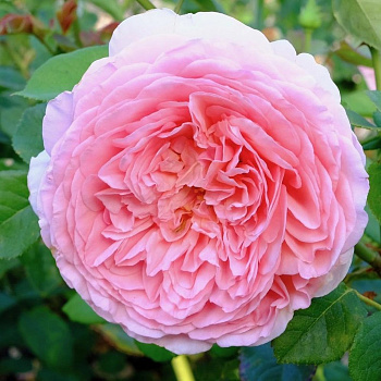 Роза английская парковая Юстасия Вэй