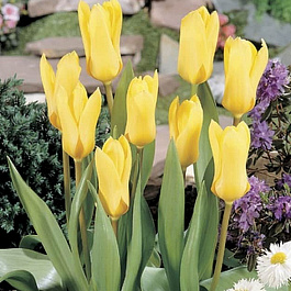 Тюльпан Фостера Йеллоу Эмпресс