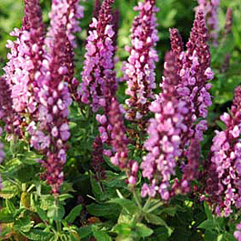 Сальвия дубравная Сенсейшн Роуз НАБОР 2ШТ