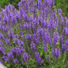 Шалфей гибридный Markus