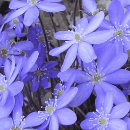 Печеночница остродольчатая