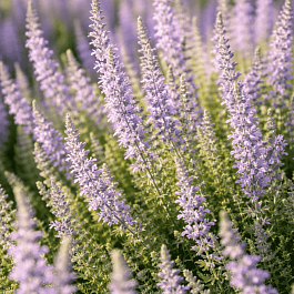 Вереск обыкновенный Silver Knight