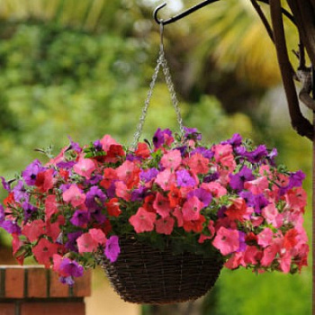 Петуния ампельная F1 Изи Вейв	Сауф Бич микс