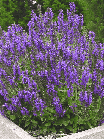 Шалфей гибридный Markus